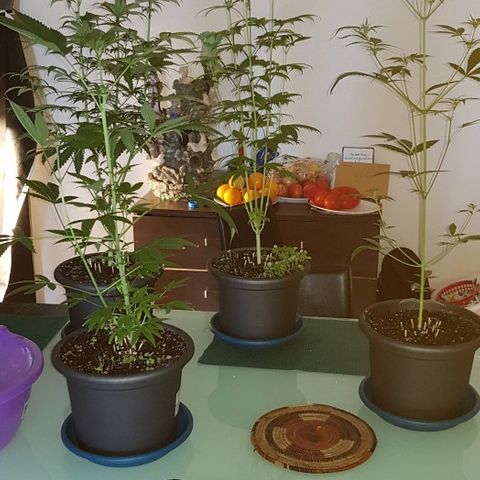 N13 Kush #1 - 9.2 w/f growlog timeline photo