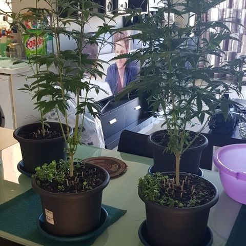 N13 Kush #1 - 9.2 w/f growlog timeline photo
