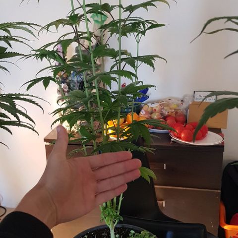 N13 Kush #1 - 9.2 w/f growlog timeline photo