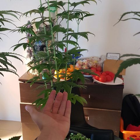 N13 Kush #1 - 9.2 w/f growlog timeline photo