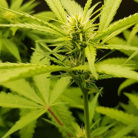 Auto w/w - 12 w/f growlog timeline photo