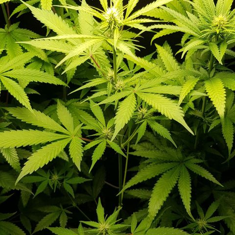 Auto w/w - 12 w/f growlog timeline photo