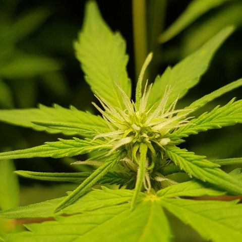 Auto w/w - 12 w/f growlog timeline photo