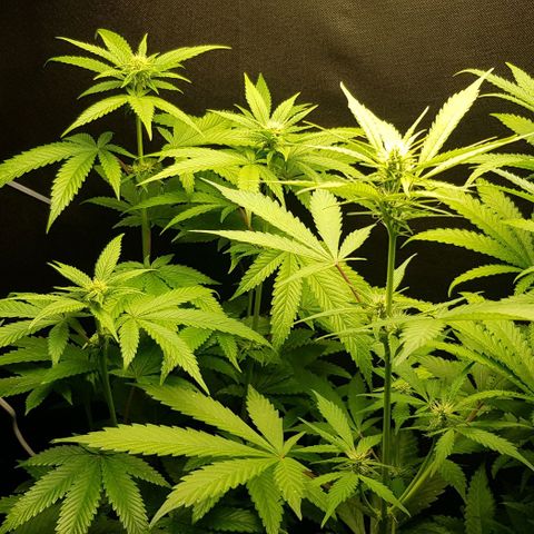 N13 Kush #1 - 9.2 w/f growlog timeline photo