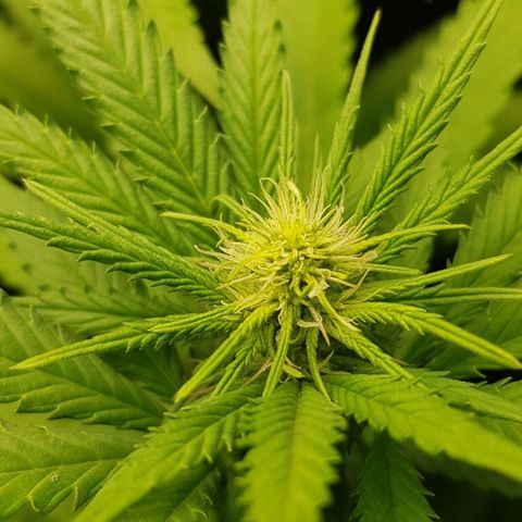 N13 Kush #1 - 9.2 w/f growlog timeline photo