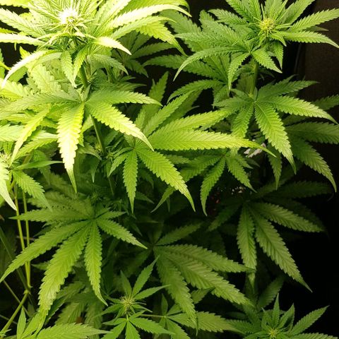 N13 Kush #1 - 9.2 w/f growlog timeline photo