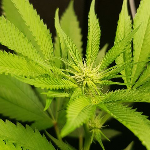 Skunk #1 #1 - 7.1 w/f growlog timeline photo