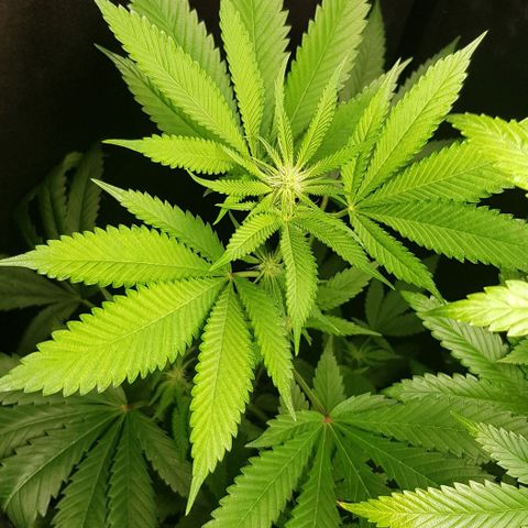 Skunk #1 #1 - 7.1 w/f growlog timeline photo