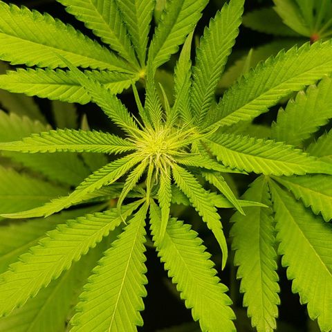 Skunk #1 #1 - 7.1 w/f growlog timeline photo
