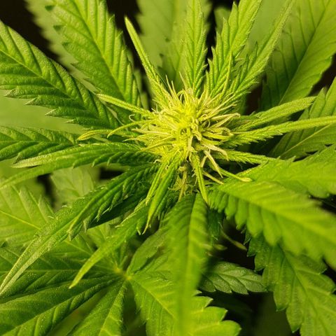 Skunk #1 #2 - 7.1 w/f growlog timeline photo