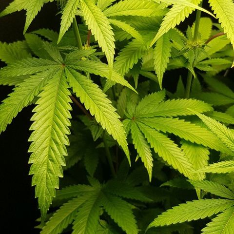 Skunk #1 #2 - 7.1 w/f growlog timeline photo