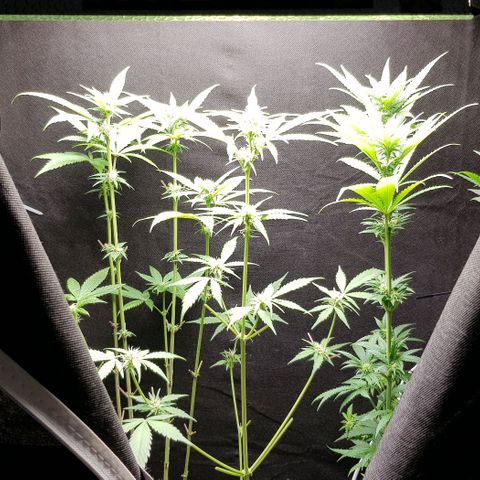 N13 Kush #1 - 9.2 w/f growlog timeline photo