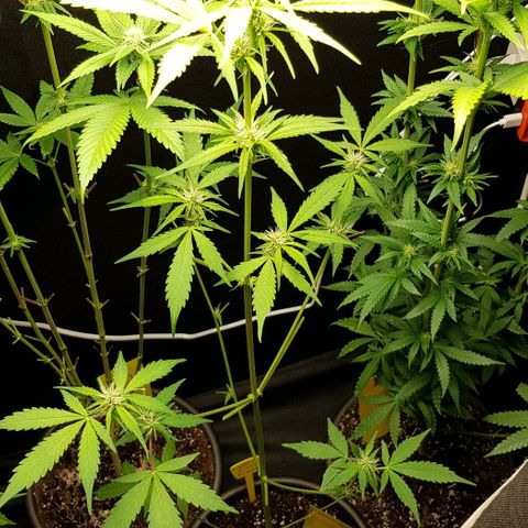 Auto w/w - 12 w/f growlog timeline photo