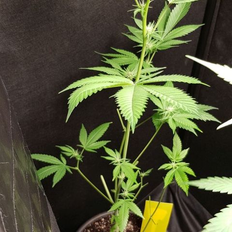 Skunk #1 #1 - 7.1 w/f growlog timeline photo