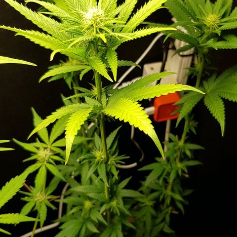 N13 Kush #1 - 9.2 w/f growlog timeline photo