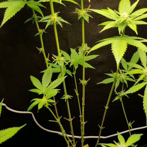 Skunk #1 #2 - 7.1 w/f growlog timeline photo