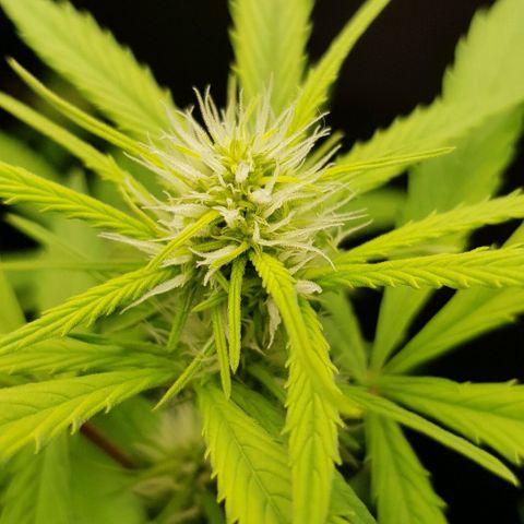 Auto w/w - 12 w/f growlog timeline photo