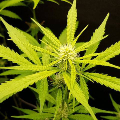 Auto w/w - 12 w/f growlog timeline photo