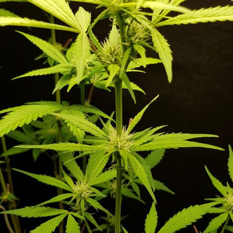 Auto w/w - 12 w/f growlog timeline photo