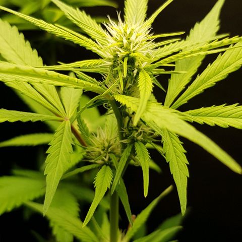 Auto w/w - 12 w/f growlog timeline photo