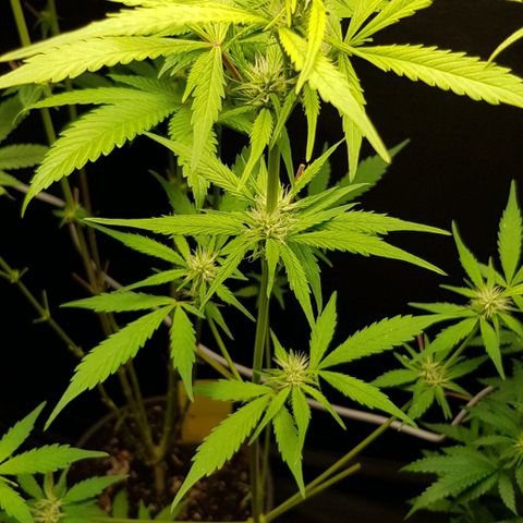 Auto w/w - 12 w/f growlog timeline photo