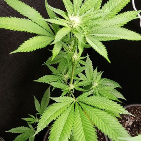 Skunk #1 #1 - 7.1 w/f growlog timeline photo