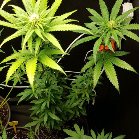 N13 Kush #1 - 9.2 w/f growlog timeline photo