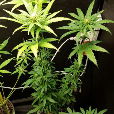 N13 Kush #1 - 9.2 w/f growlog timeline photo