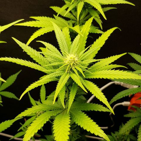 N13 Kush #1 - 9.2 w/f growlog timeline photo
