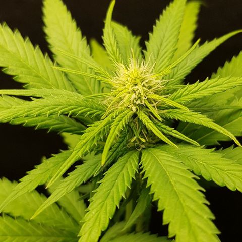 N13 Kush #1 - 9.2 w/f growlog timeline photo