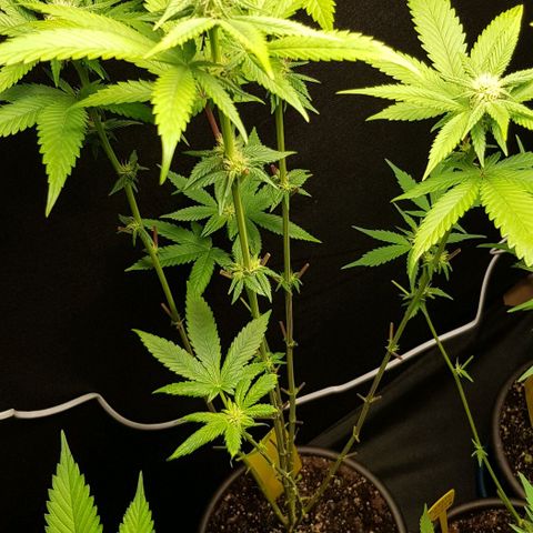 Skunk #1 #2 - 7.1 w/f growlog timeline photo