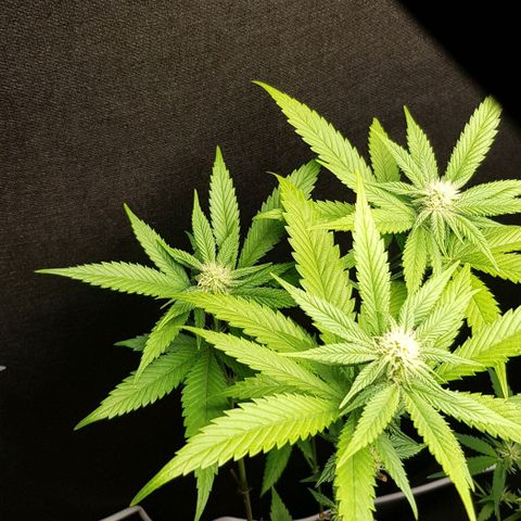 Skunk #1 #2 - 7.1 w/f growlog timeline photo