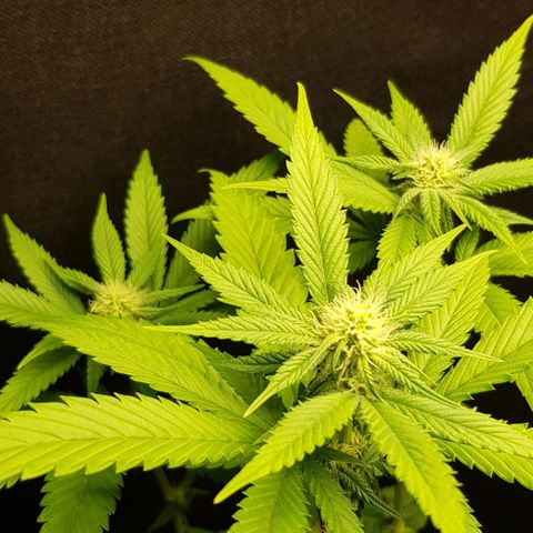 Skunk #1 #2 - 7.1 w/f growlog timeline photo