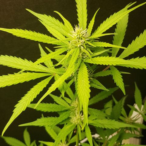 Auto w/w - 12 w/f growlog timeline photo