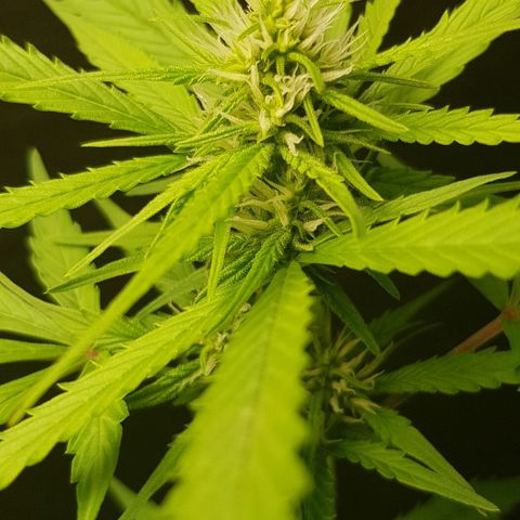 Auto w/w - 12 w/f growlog timeline photo