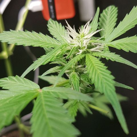 Auto w/w - 12 w/f growlog timeline photo