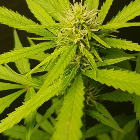 Auto w/w - 12 w/f growlog timeline photo