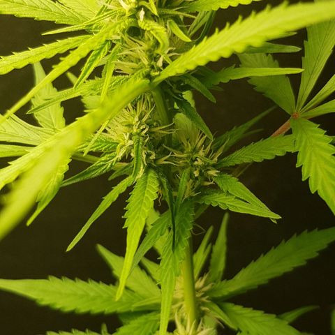 Auto w/w - 12 w/f growlog timeline photo