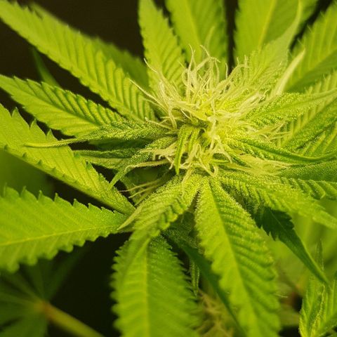 Skunk #1 #1 - 7.1 w/f growlog timeline photo