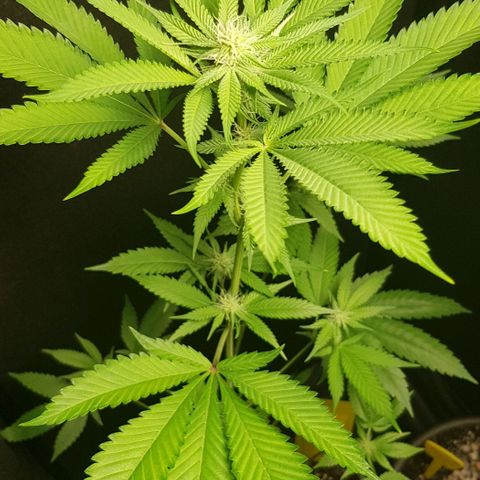 Skunk #1 #1 - 7.1 w/f growlog timeline photo