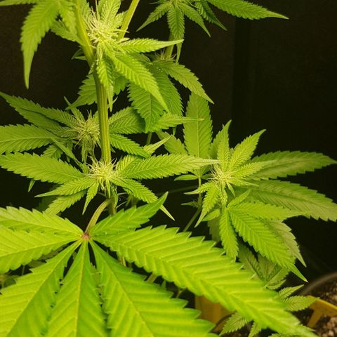 Skunk #1 #1 - 7.1 w/f growlog timeline photo