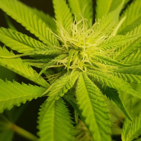 Skunk #1 #1 - 7.1 w/f growlog timeline photo