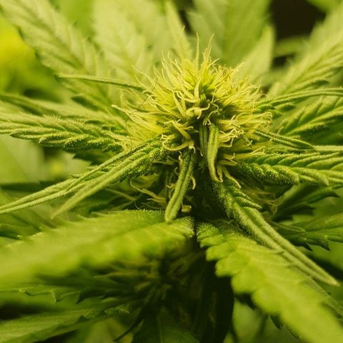 N13 Kush #1 - 9.2 w/f growlog timeline photo