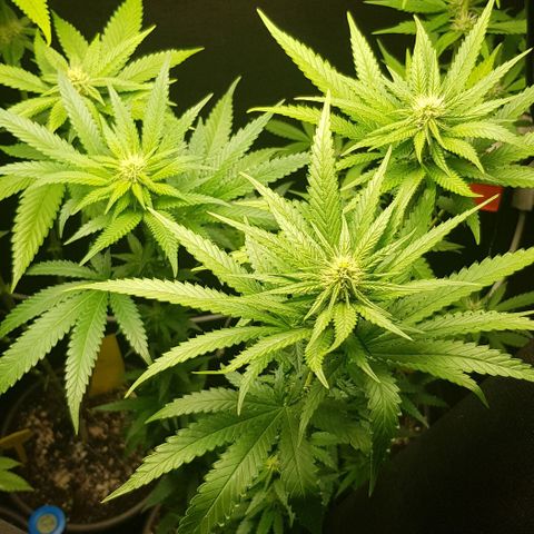N13 Kush #1 - 9.2 w/f growlog timeline photo