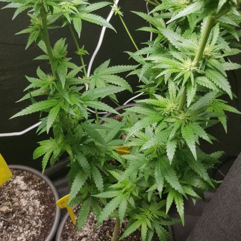 N13 Kush #1 - 9.2 w/f growlog timeline photo
