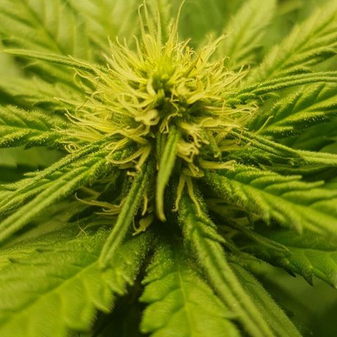 N13 Kush #1 - 9.2 w/f growlog timeline photo