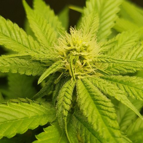 Skunk #1 #2 - 7.1 w/f growlog timeline photo