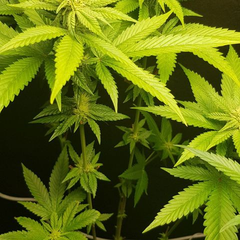 Skunk #1 #2 - 7.1 w/f growlog timeline photo