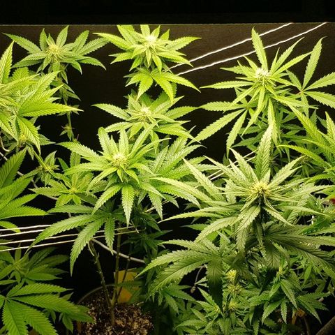 N13 Kush #1 - 9.2 w/f growlog timeline photo
