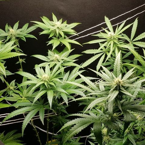 N13 Kush #1 - 9.2 w/f growlog timeline photo